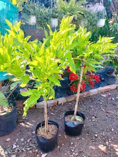 Cây Hoa Huỳnh Liên (chuông vàng) Một Cốt Tán Dù Cây Hoa Huỳnh Liên (chuông vàng) Một Cốt Tán Dù