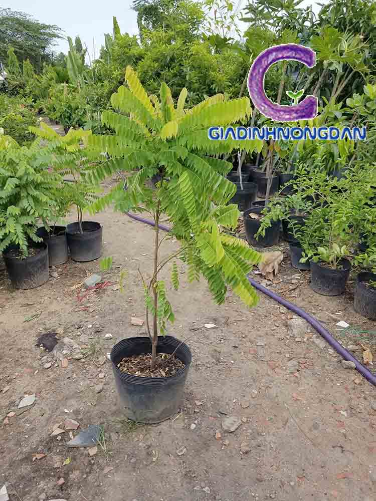 Cây Khế Tàu Cây Khế Tàu