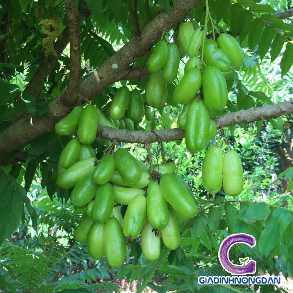 Cây Khế Tàu Cây Khế Tàu