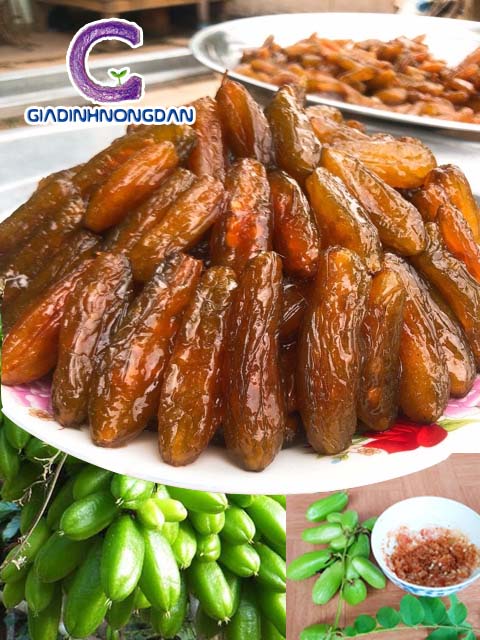 Cây Khế Tàu Cây Khế Tàu