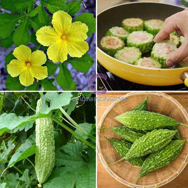 Cây Khổ Qua Cây Khổ Qua
