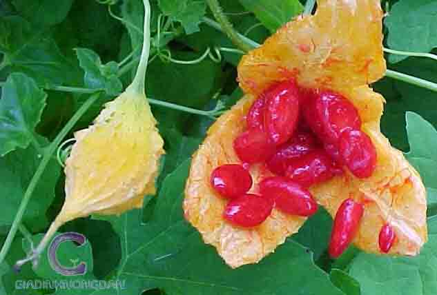 Cây Khổ Qua Cây Khổ Qua