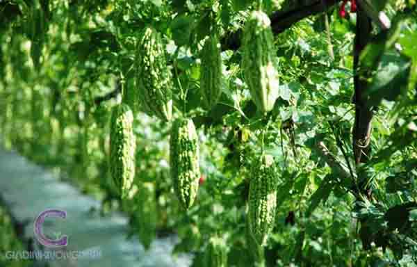 Cây Khổ Qua Cây Khổ Qua