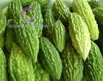 Cây Khổ Qua Cây Khổ Qua