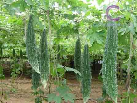 Cây Khổ Qua Cây Khổ Qua