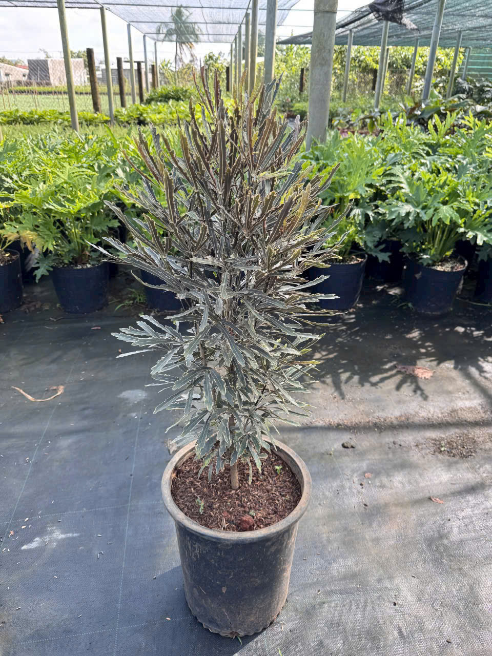 Cây khổng tước cẩm thạch Cây khổng tước cẩm thạch