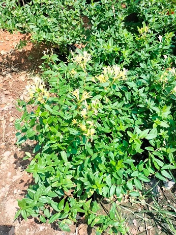 Cây Kim Ngân Hoa Leo Giàn Làm Thuốc Trị Bệnh Cây Kim Ngân Hoa Leo Giàn Làm Thuốc Trị Bệnh