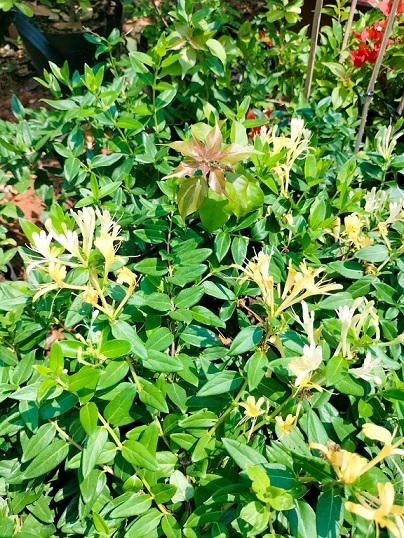 Cây Kim Ngân Hoa Leo Giàn Làm Thuốc Trị Bệnh Cây Kim Ngân Hoa Leo Giàn Làm Thuốc Trị Bệnh