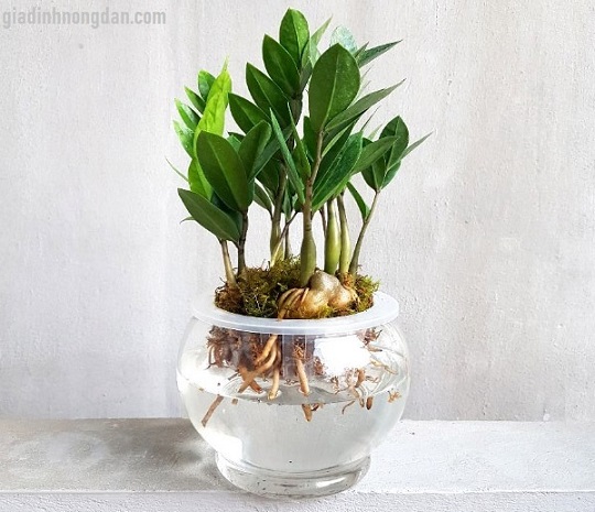 Cây Kim Phát Tài Trồng Nước Cây Kim Phát Tài Trồng Nước