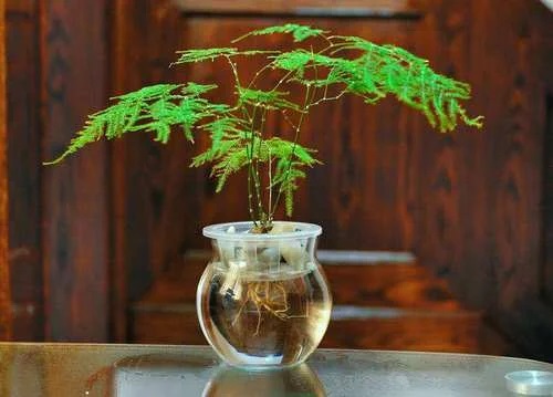 Cây Kim Thủy Tùng Thủy Sinh Cây Kim Thủy Tùng Thủy Sinh