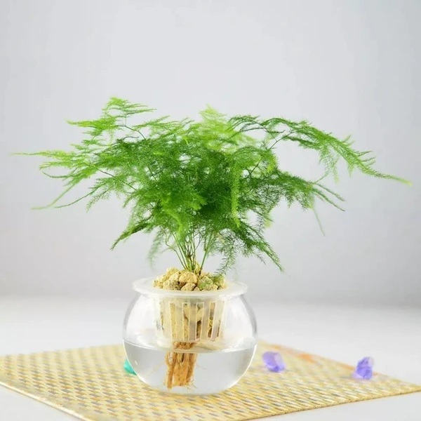 Cây Kim Thủy Tùng Thủy Sinh Cây Kim Thủy Tùng Thủy Sinh