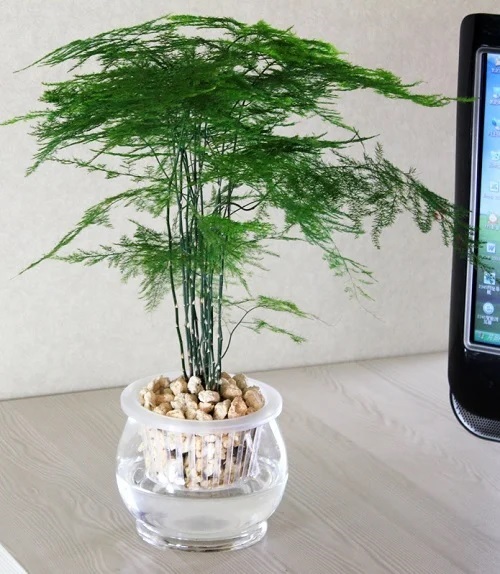 Cây Kim Thủy Tùng Thủy Sinh Cây Kim Thủy Tùng Thủy Sinh
