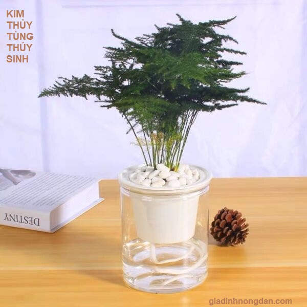 Cây Kim Thủy Tùng Thủy Sinh Cây Kim Thủy Tùng Thủy Sinh