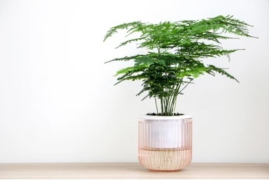 Cây Kim Thủy Tùng Thủy Sinh Cây Kim Thủy Tùng Thủy Sinh