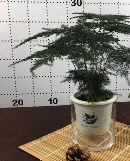 Cây Kim Thủy Tùng Thủy Sinh Cây Kim Thủy Tùng Thủy Sinh
