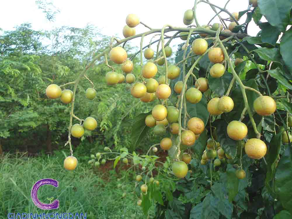 Cây Mắc Mật Cây Mắc Mật