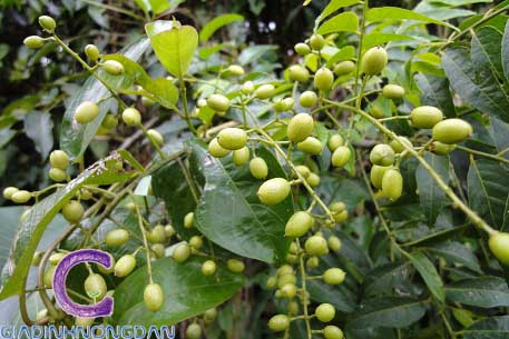 Cây Mắc Mật Cây Mắc Mật