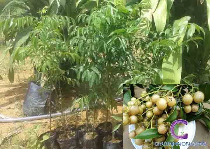 Cây Mắc Mật Cây Mắc Mật