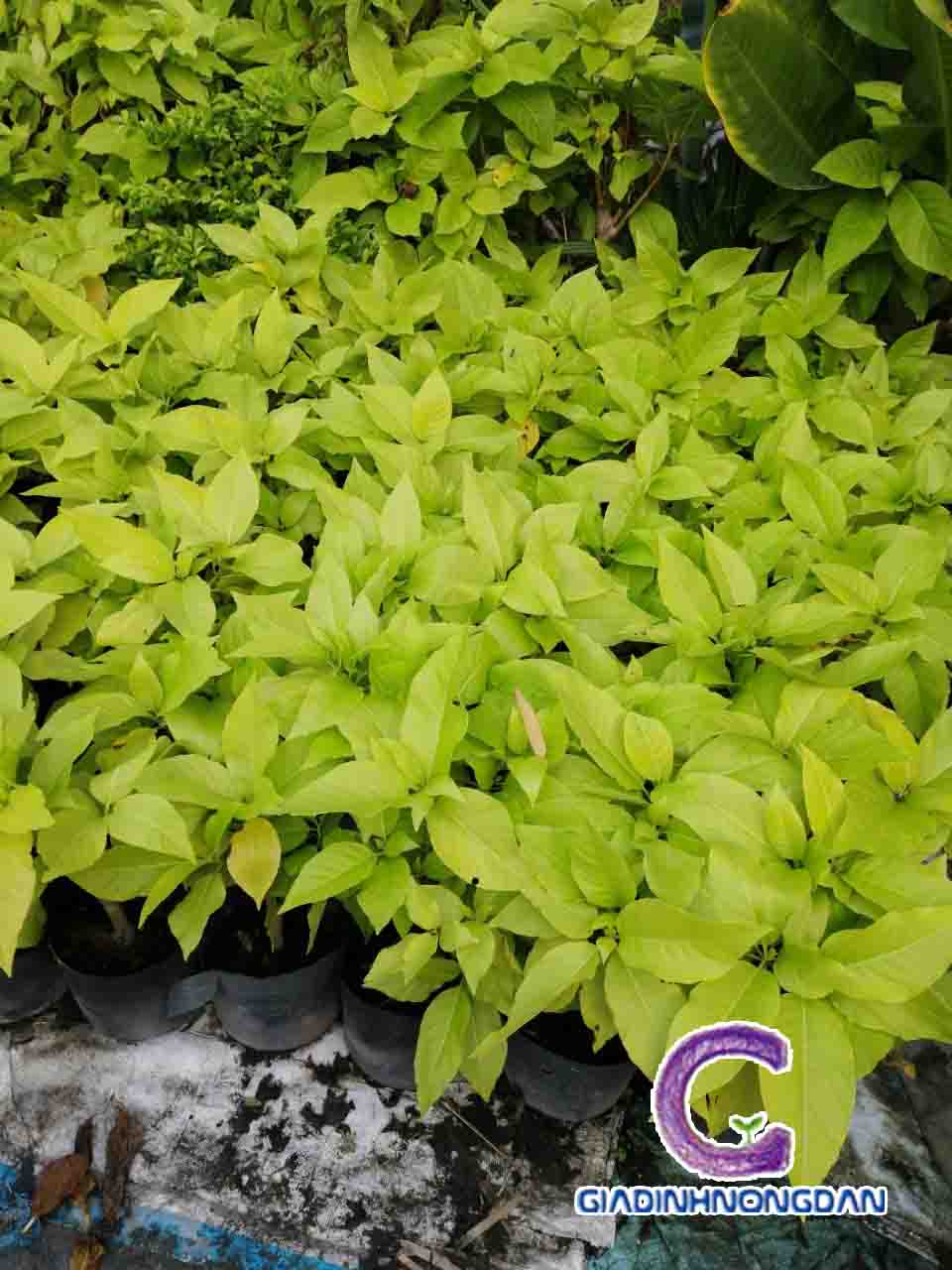 Cây Lá Trắng (Bạch Tạng)