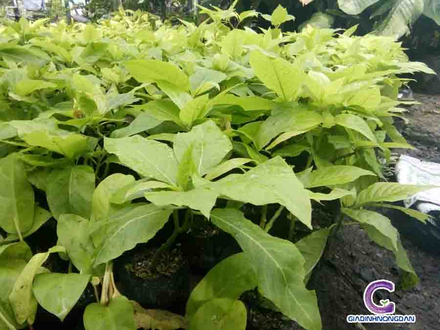 Cây Lá Trắng (Bạch Tạng)