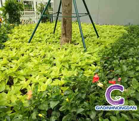 Cây Lá Trắng (Bạch Tạng)