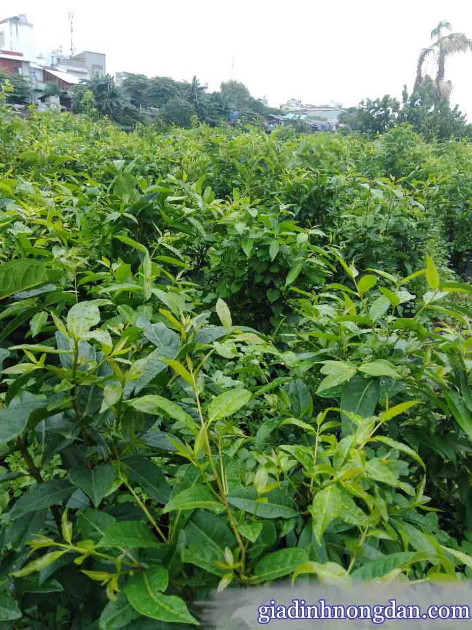 Cấy Lá Vối Cấy Lá Vối