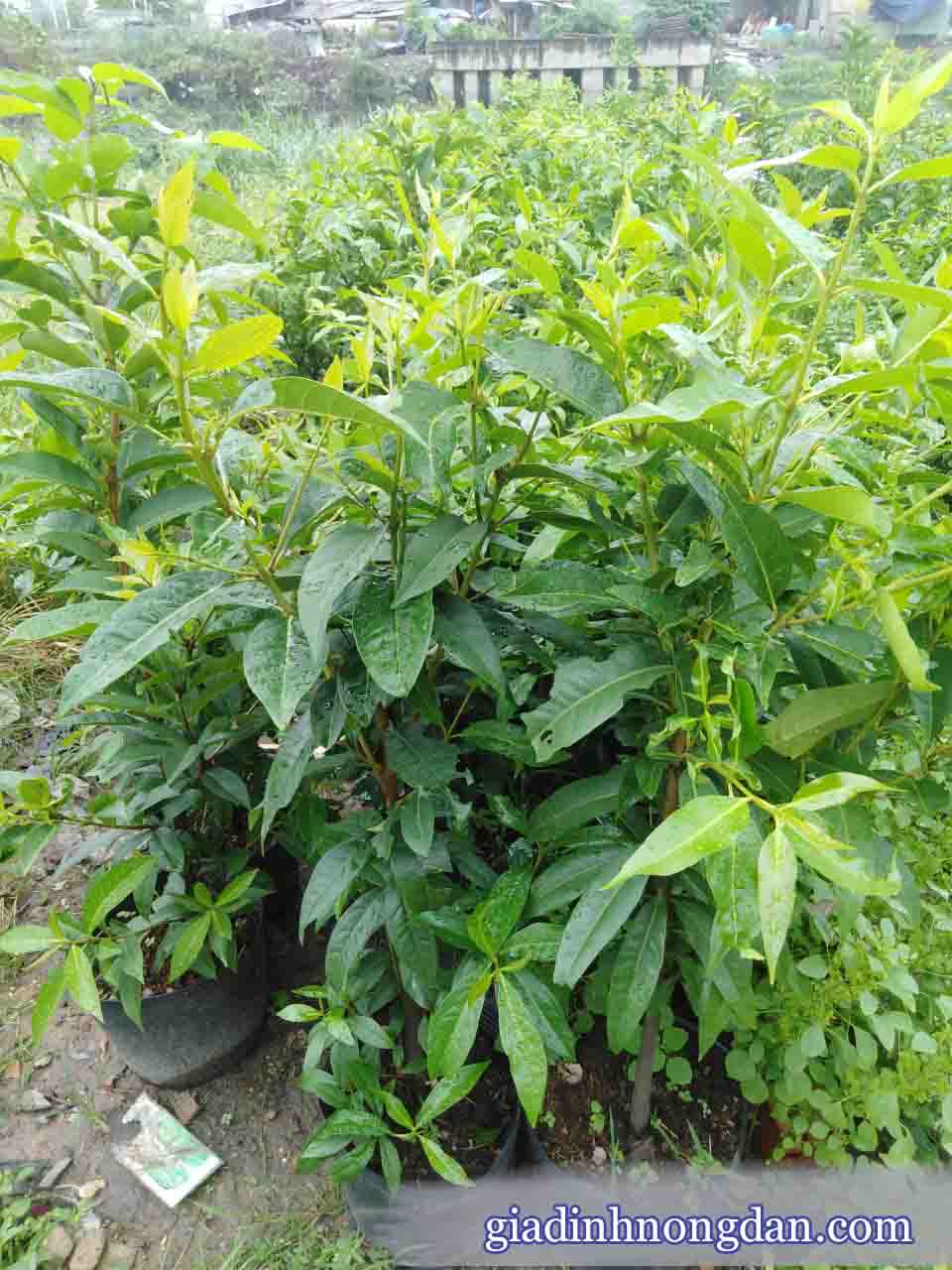 Cấy Lá Vối Cấy Lá Vối