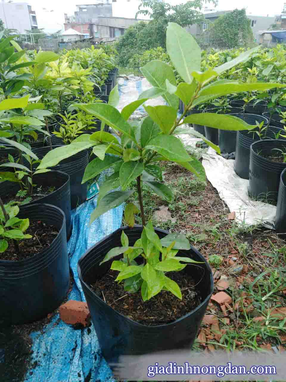 Cấy Lá Vối Cấy Lá Vối