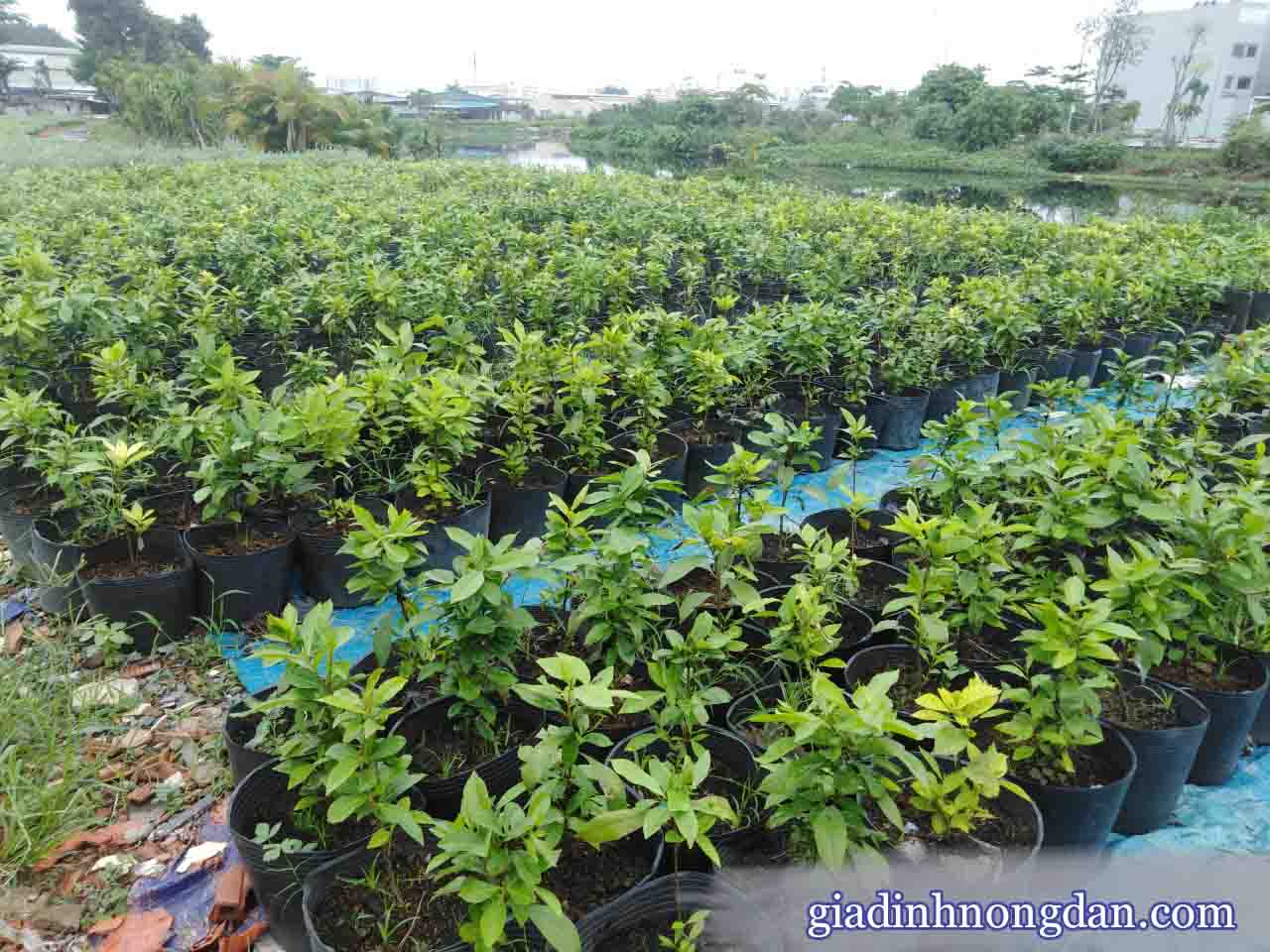 Cấy Lá Vối Cấy Lá Vối