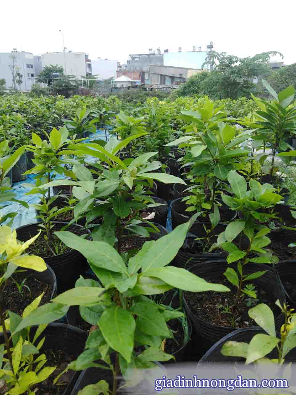 Cấy Lá Vối Cấy Lá Vối