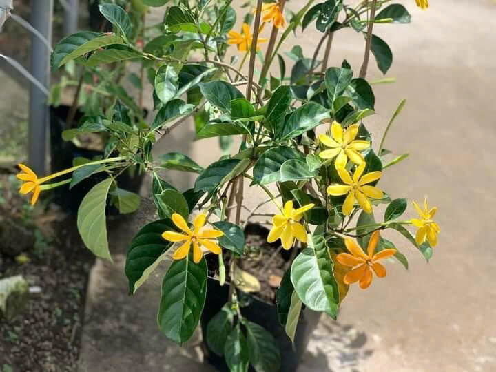 Sắc đẹp của cây lài hoàng gia hoa vàng