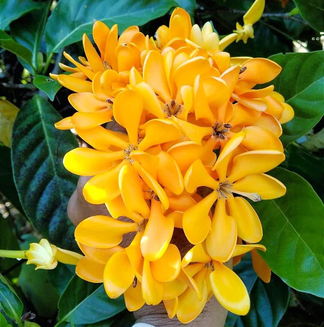 Sắc đẹp của cây lài hoàng gia hoa vàng Sắc đẹp của cây lài hoàng gia hoa vàng