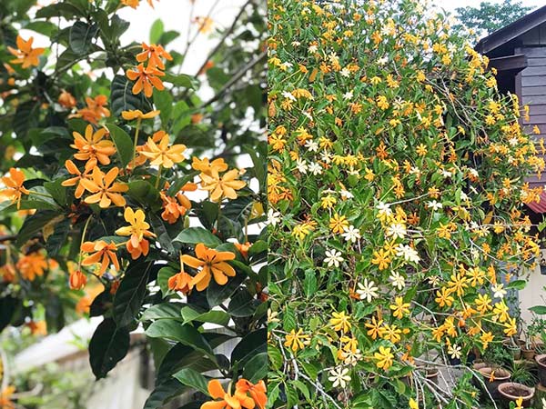 Sắc đẹp của cây lài hoàng gia hoa vàng Sắc đẹp của cây lài hoàng gia hoa vàng