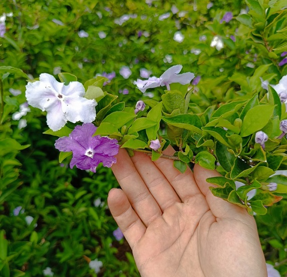Cây Lài Nhật (lài hai màu) size lớn Cây Lài Nhật (lài hai màu) size lớn