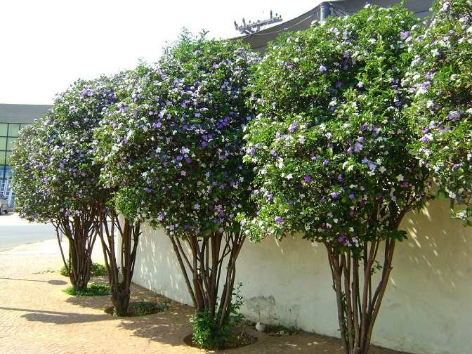 Cây Lài Nhật (lài hai màu) size lớn Cây Lài Nhật (lài hai màu) size lớn