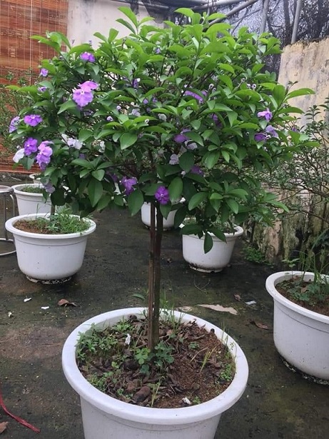 Cây Lài Nhật (lài hai màu) size lớn