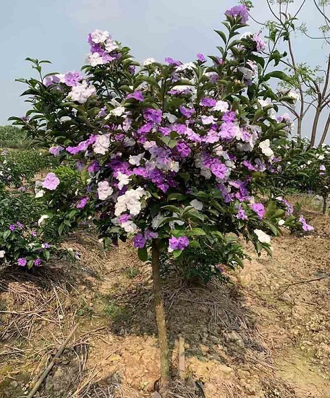 Cây Lài Nhật (lài hai màu) size lớn