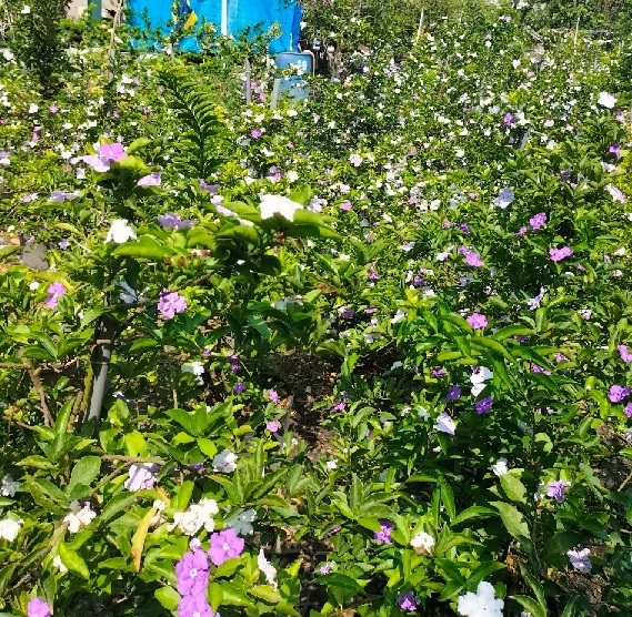 Cây Lài Nhật (lài hai màu) size lớn Cây Lài Nhật (lài hai màu) size lớn