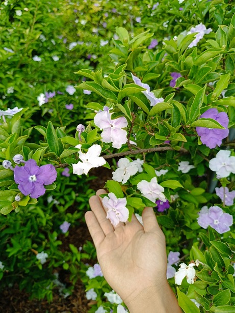 Cây Lài Nhật (lài hai màu) size lớn Cây Lài Nhật (lài hai màu) size lớn
