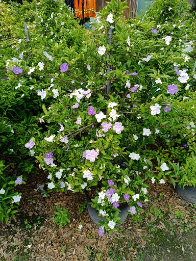 Cây Lài Nhật (lài hai màu) size lớn Cây Lài Nhật (lài hai màu) size lớn