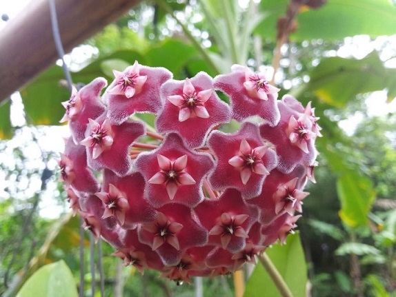Cây Lan Cẩm Cù Lá Cẩm Thạch (đột biến) Cây Lan Cẩm Cù Lá Cẩm Thạch (đột biến)