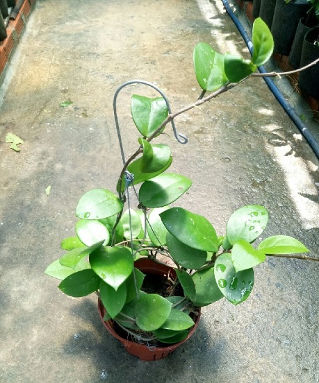 Cây Lan Cẩm Cù Chậu Treo Cây Lan Cẩm Cù Chậu Treo