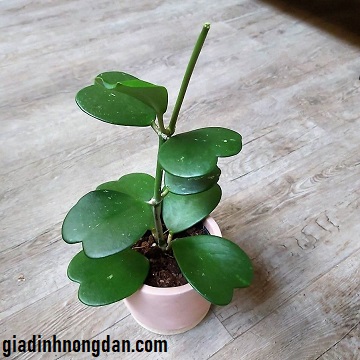 Cây Lan Cẩm Cù Lá Tim Cây Lan Cẩm Cù Lá Tim