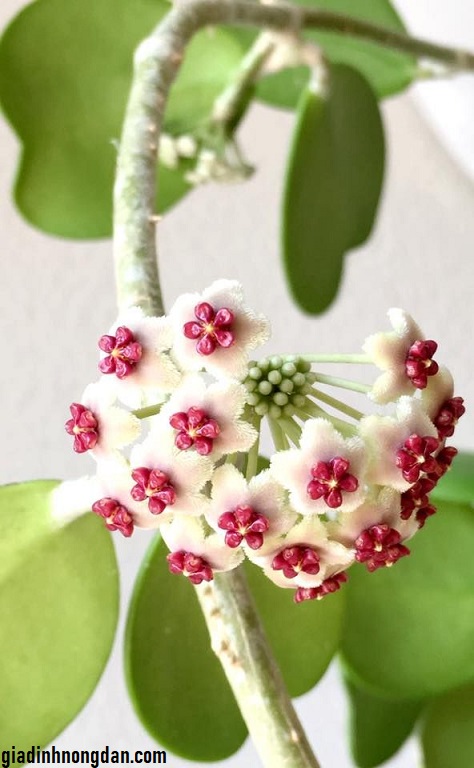 Cây Lan Cẩm Cù Lá Tim Cây Lan Cẩm Cù Lá Tim