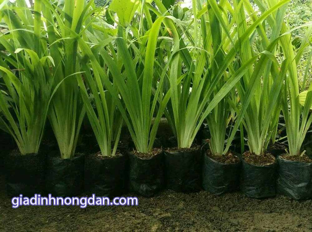 Cây Hoa Lan Rẻ Quạt Cây Hoa Lan Rẻ Quạt