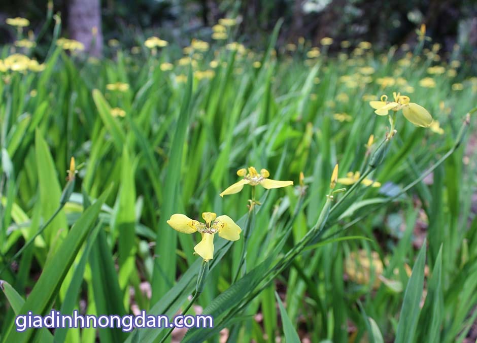 Cây Hoa Lan Rẻ Quạt Cây Hoa Lan Rẻ Quạt