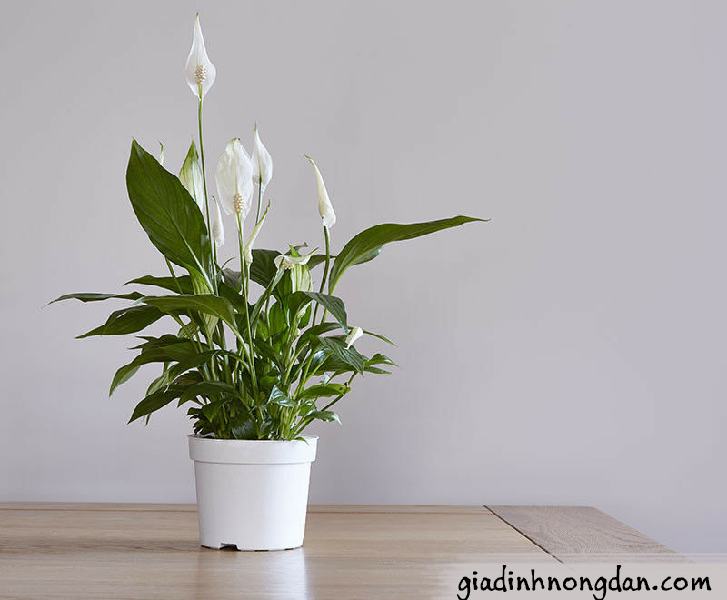Cây Lan Ý Để Bàn Cây Lan Ý Để Bàn