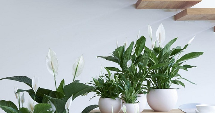 Cây Lan Ý Trồng Chậu Trang Trí Nội Thất Cây Lan Ý Trồng Chậu Trang Trí Nội Thất