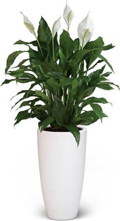 Cây Lan Ý Trồng Chậu Trang Trí Nội Thất Cây Lan Ý Trồng Chậu Trang Trí Nội Thất