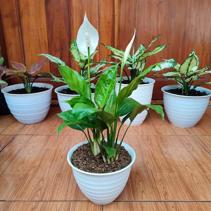 Cây Lan Ý Trồng Chậu Trang Trí Nội Thất Cây Lan Ý Trồng Chậu Trang Trí Nội Thất